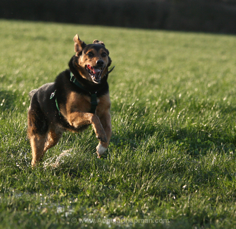 Jasper, having a splash!