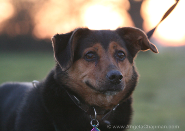 Jasper Bear NYD 2010