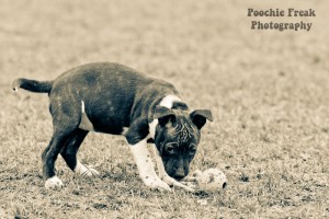 Pups BCDH 28 Feb 2011-21 800
