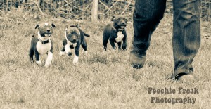 Pups BCDH 28 Feb 2011-5-2 800