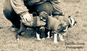 Pups BCDH 28 Feb 2011-8 800