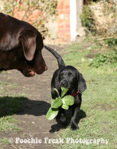 Eating My Greens - card