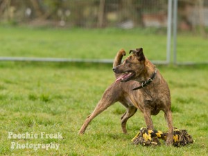 Brandy - BCDH 21 March 2011-4 800