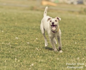 11 Buster - BCDH 4 May 2011-13 800