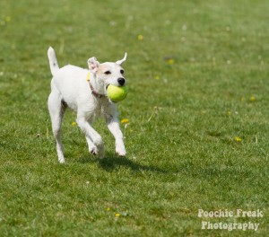 2 Buster - BCDH 4 May 2011-5-2 800