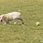 6 Buster - BCDH 4 May 2011-6-2 800