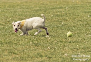 6 Buster - BCDH 4 May 2011-6-2 800