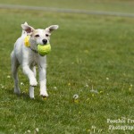 8 Buster - BCDH 4 May 2011-11 800