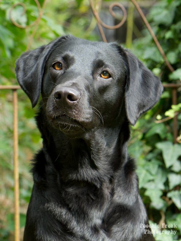 My Black Dog ~ Pet Photography ~ Pet Photographer