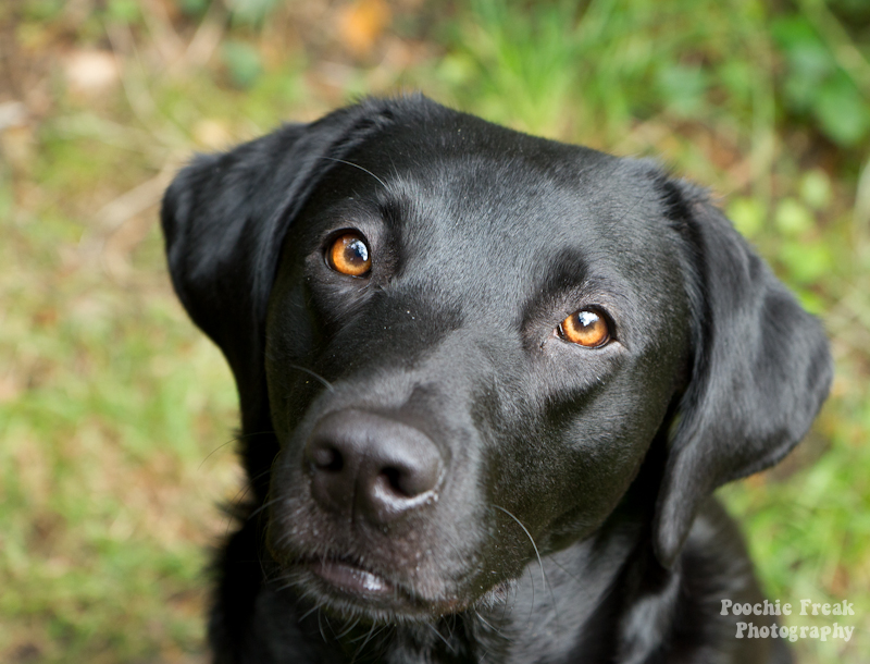 My Black Dog ~ Pet Photography ~ Pet Photographer