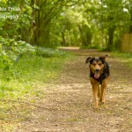 PF Dogs in Woods 5 May 2011-2 800