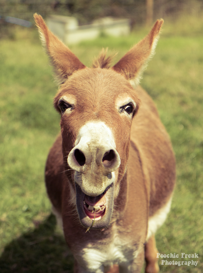 Donkey, pet photography, pet photographer UK, dog photographer
