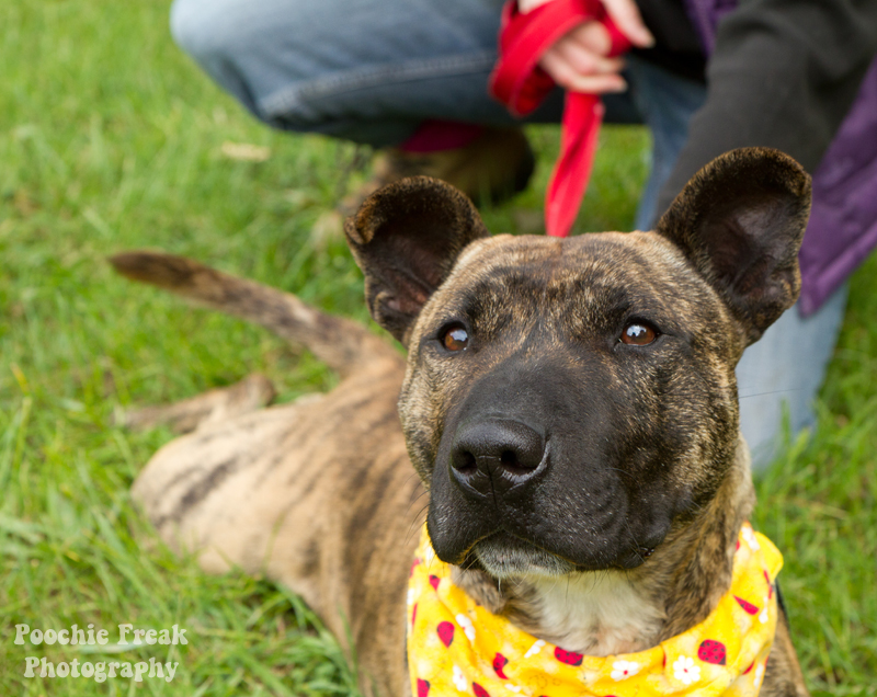 Mikey - BCDH - 2011-1 pet photography UK, pet photographer