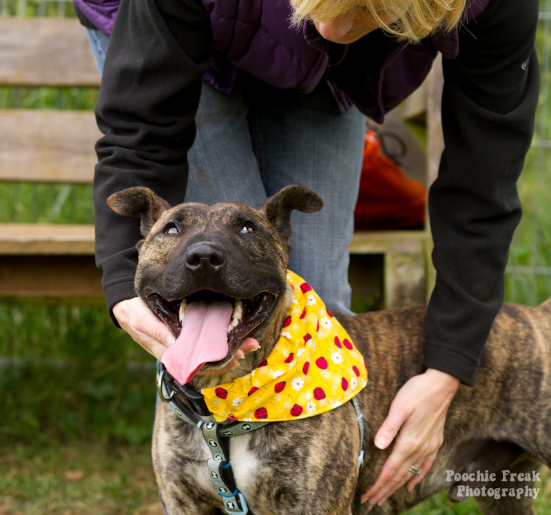 Mikey - BCDH - 2011-6 pet photography UK, pet photographer