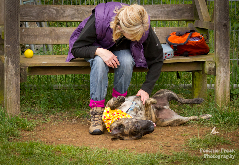 Mikey - BCDH - 2011-7 pet photography UK, pet photographer