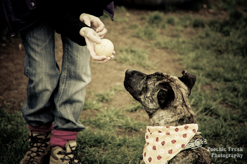 Mikey - BCDH - 2011-8 pet photography UK, pet photographer