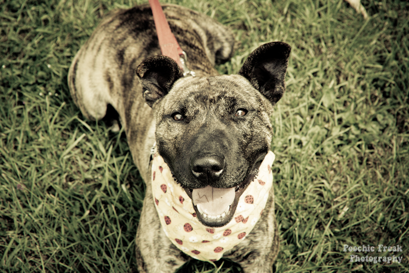 Mikey - BCDH - 2011-9 pet photography UK, pet photographer