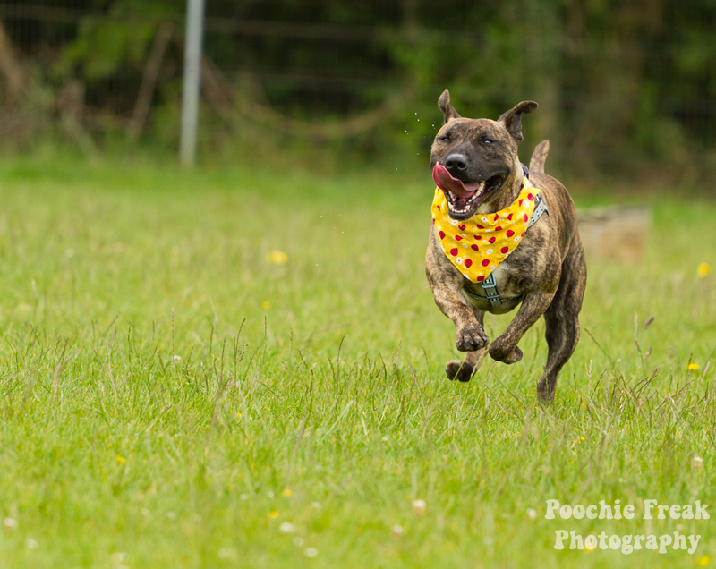 Mikey - BCDH - 2011-2 pet photography UK, pet photographer