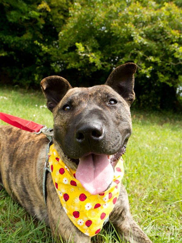 Mikey - BCDH - 2011-10 pet photography UK, pet photographer