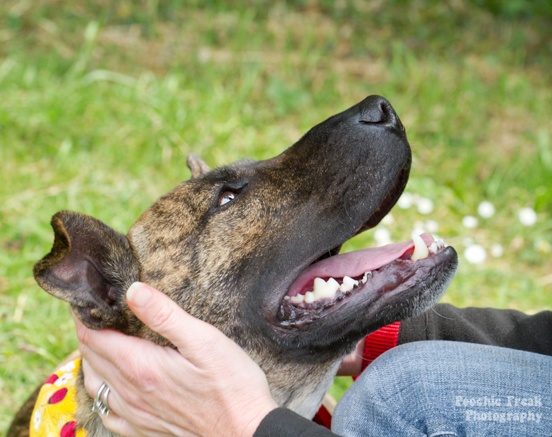 Mikey - BCDH - 2011 pet photography UK, pet photographer