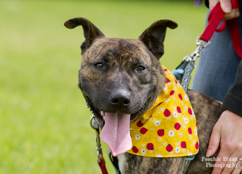 Mikey - BCDH - 2011 pet photography UK, pet photographer