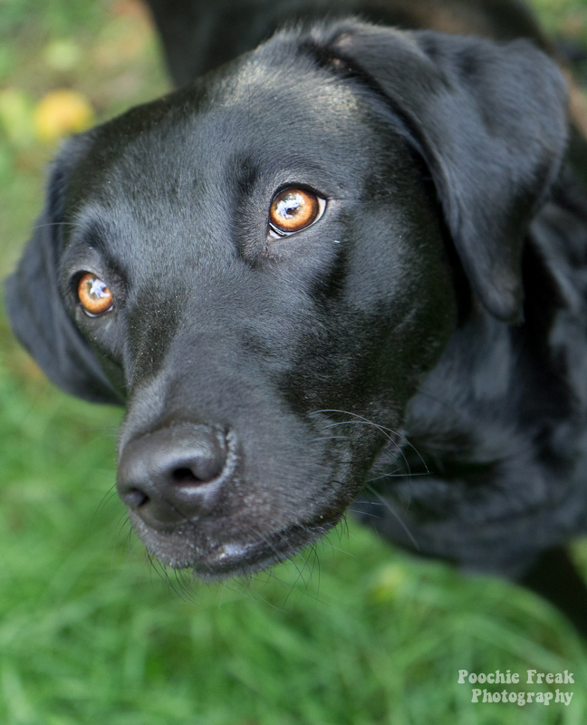 pet photography UK, pet photographer UK, pet photography south west