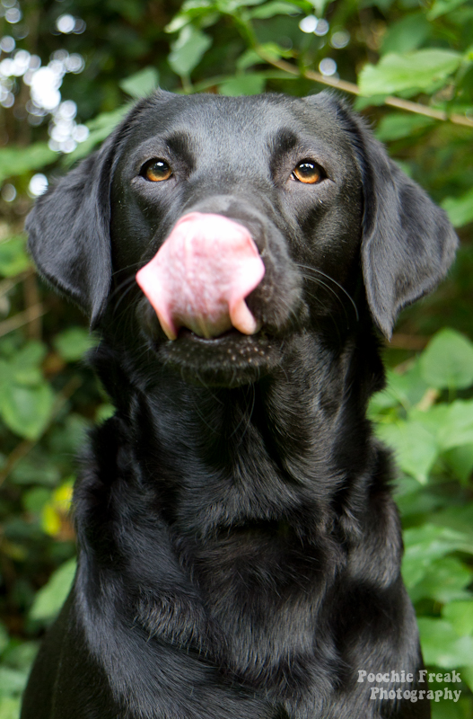 pet photography UK, pet photographer UK, pet photography south west