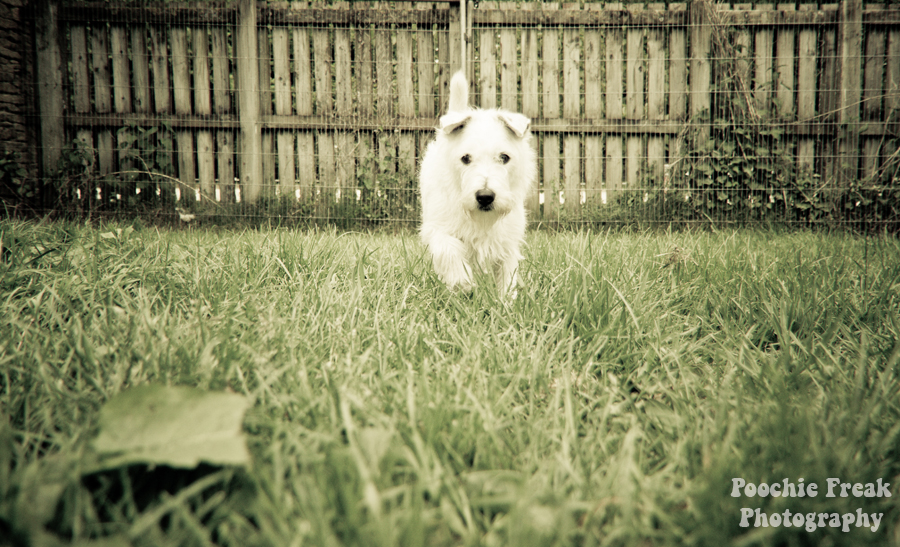 Pet photography, pet photographer UK, Snowy, Bath Cats & Dogs Home, BCDH