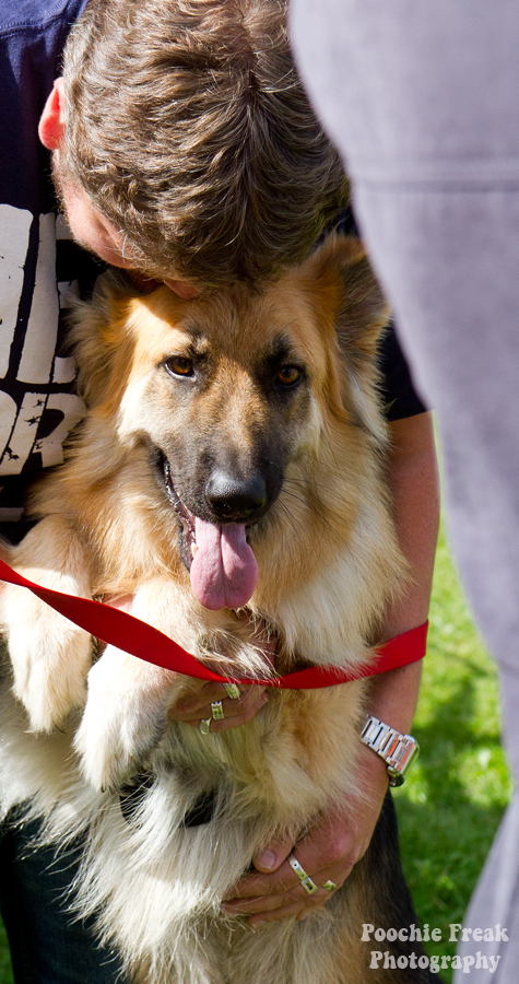 Bath Cats & Dogs Home, Open Day, Pet Photography, Dog Photographer, Pet photographer UK