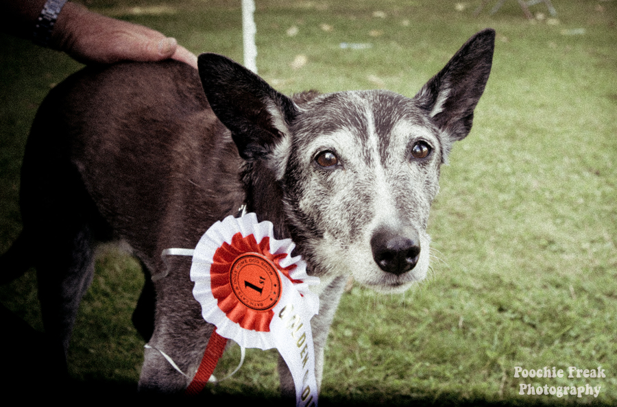 Bath Cats & Dogs Home, Open Day, Golden Oldie, Pet Photography, Dog Photographer, Pet photographer UK
