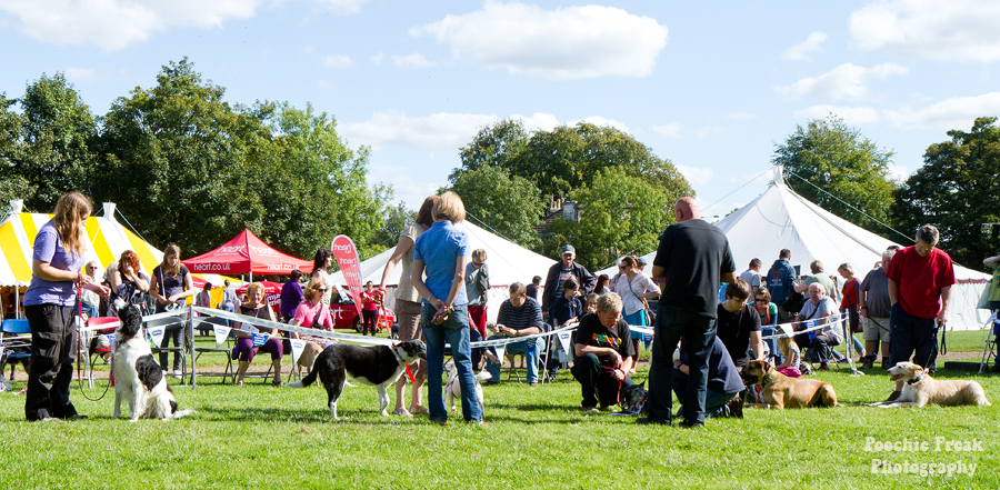 Bath Cats & Dogs Home, Open Day, Pet Photography, Dog Photographer, Pet photographer UK