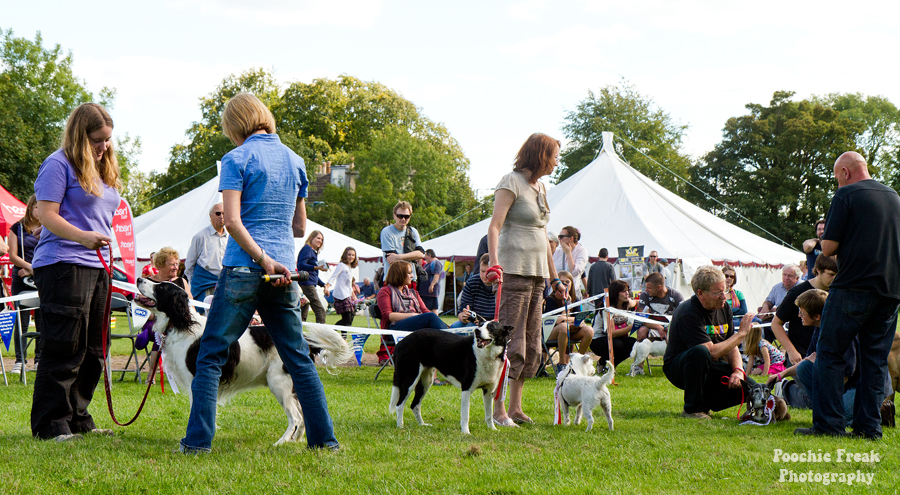 Bath Cats & Dogs Home, Open Day, Pet Photography, Dog Photographer, Pet photographer UK