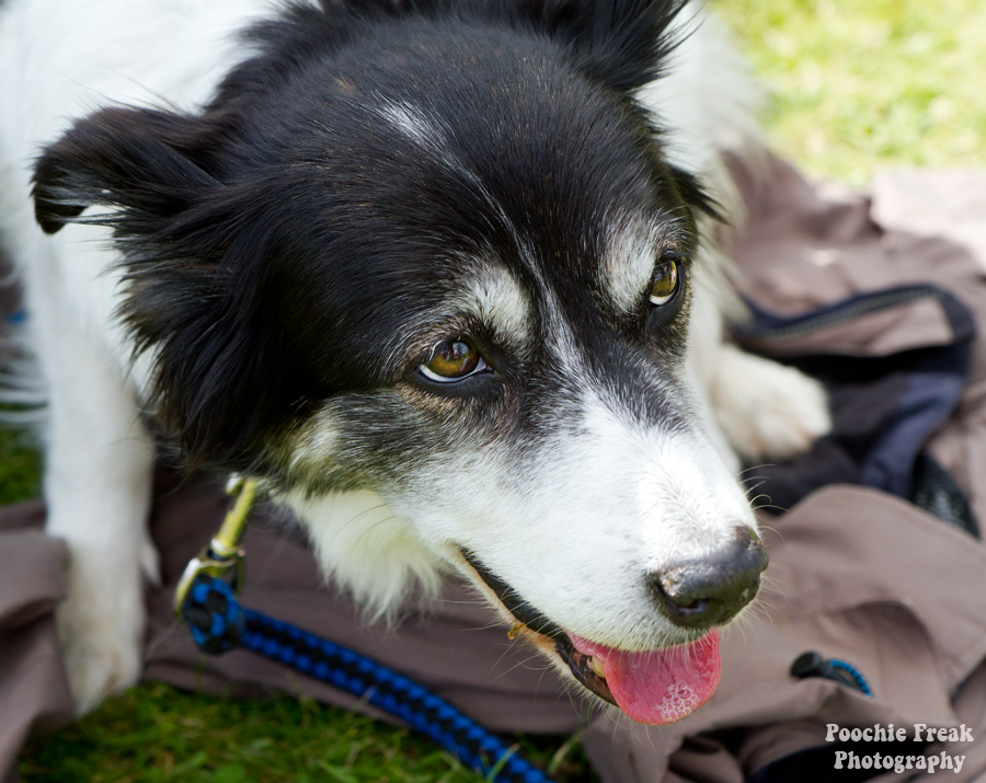 Bath Cats & Dogs Home, Open Day, Pet Photography, Dog Photographer, Pet photographer UK