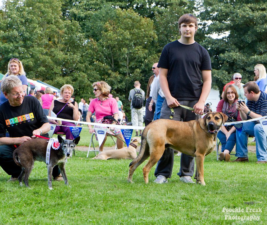 Bath Cats & Dogs Home, Open Day, Pet Photography, Dog Photographer, Pet photographer UK