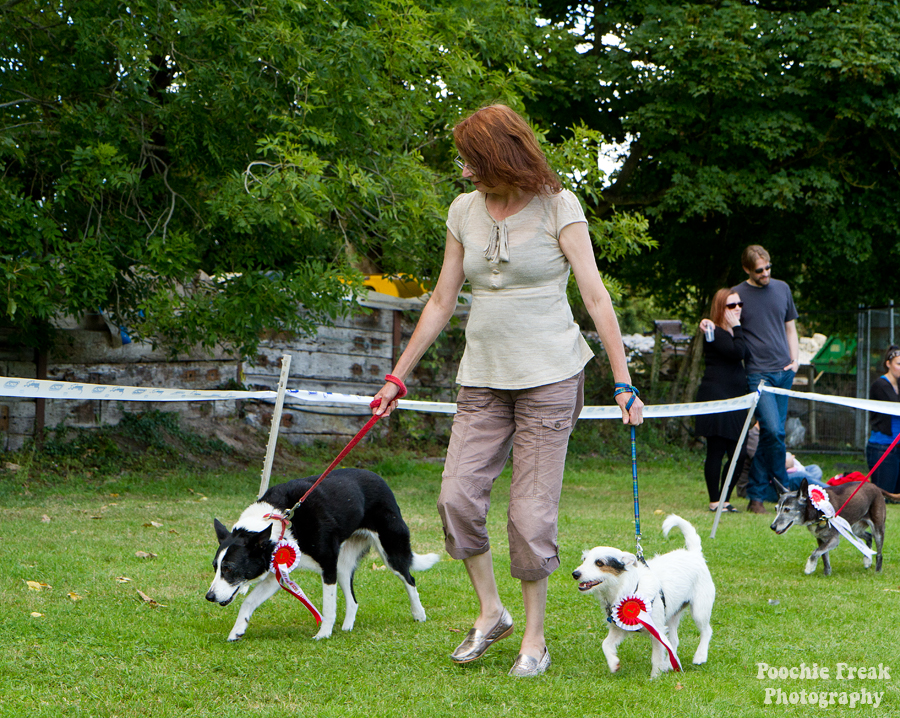 Bath Cats & Dogs Home, Open Day, Pet Photography, Dog Photographer, Pet photographer UK