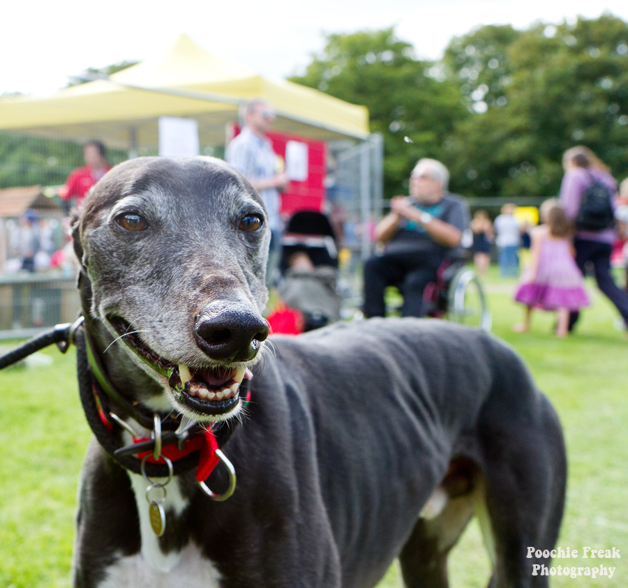 Bath Cats & Dogs Home, Open Day, Pet Photography, Dog Photographer, Pet photographer UK