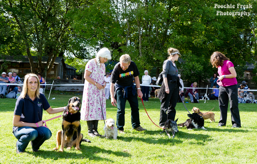 Bath Cats & Dogs Home, Open Day, Pet Photography, Dog Photographer, Pet photographer UK