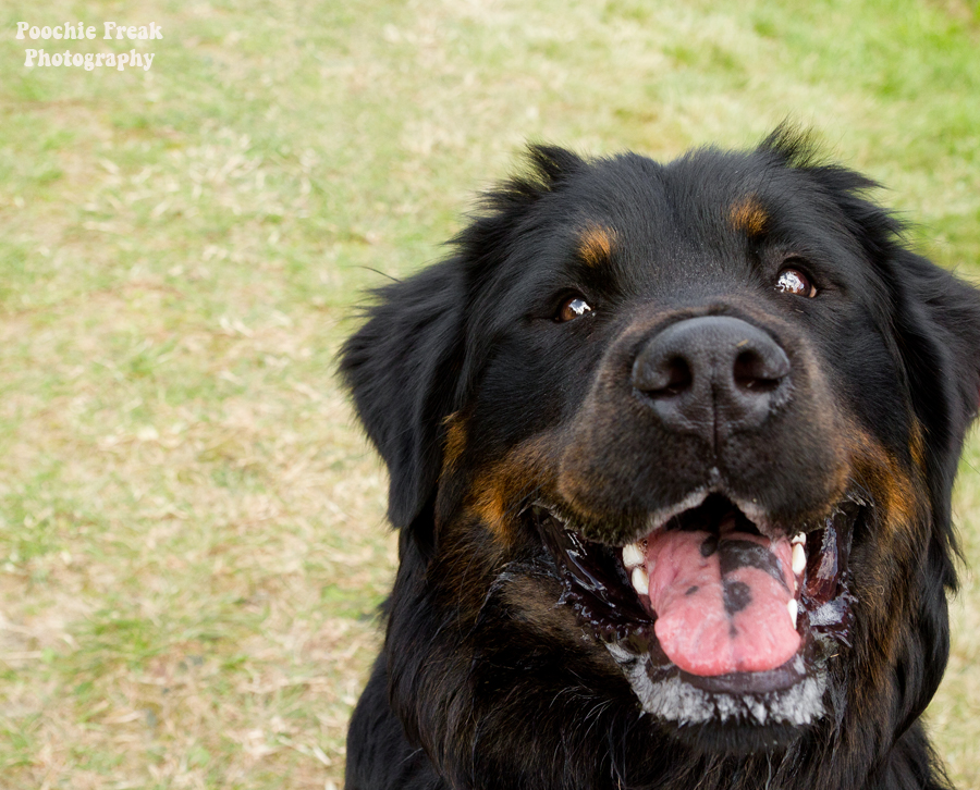 Pet photography, pet photographer UK, Bath Cats & Dogs Home, dog photographer, Newfoundland, Bernese Mountain Dog