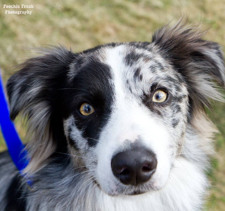 Pet photography, pet photographer UK, Bath Cats & Dogs Home, dog photographer, Border Collie