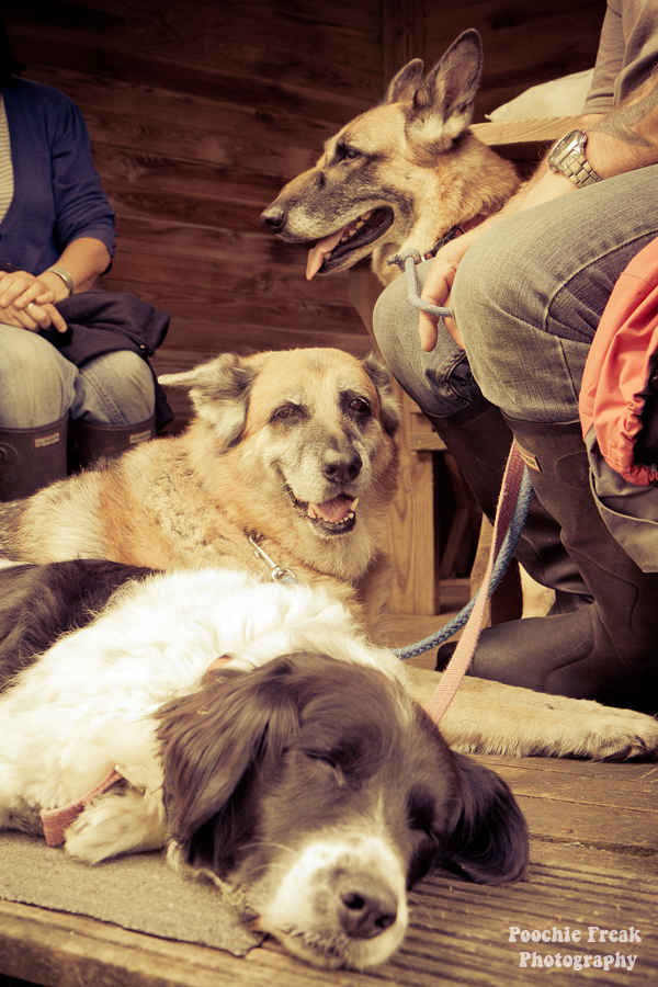 Pet photography, pet photographer UK, Bath Cats & Dogs Home, dog photographer, German Shepherd Dog, GSD, Spaniel