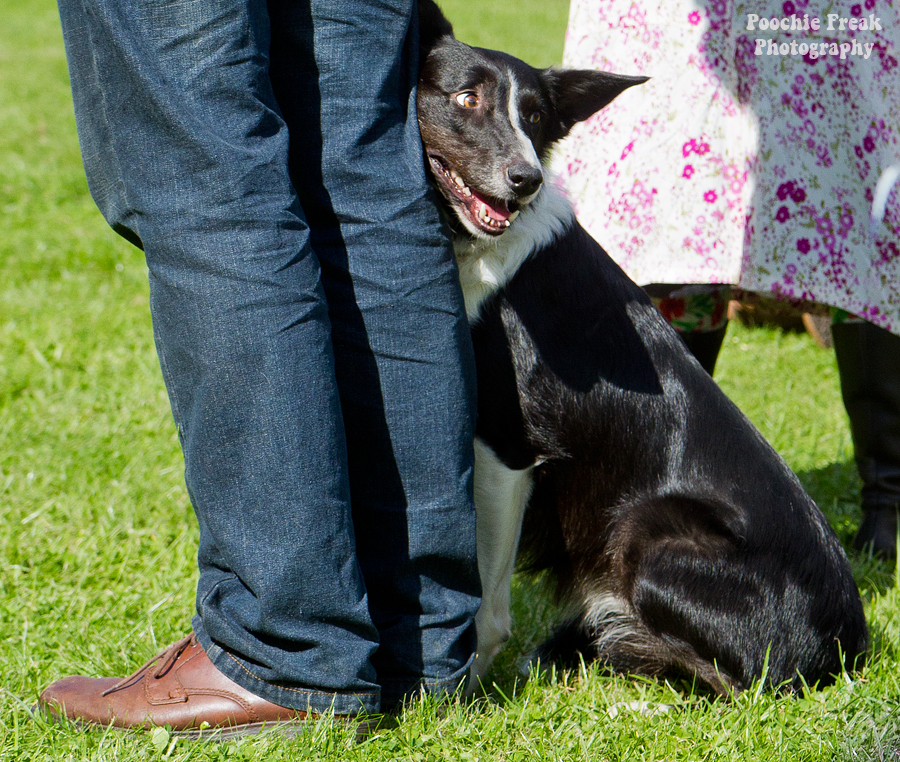 Pet photography, pet photographer UK, Bath Cats & Dogs Home, dog photographer, Border Collie