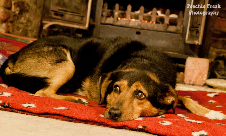 Jasper, Oldies Club, Oldie, Pet Photography UK, Pet Photographer, Dog Photography Jasper, Oldies Club, Oldie, Pet Photography UK, Pet Photographer, Dog Photography