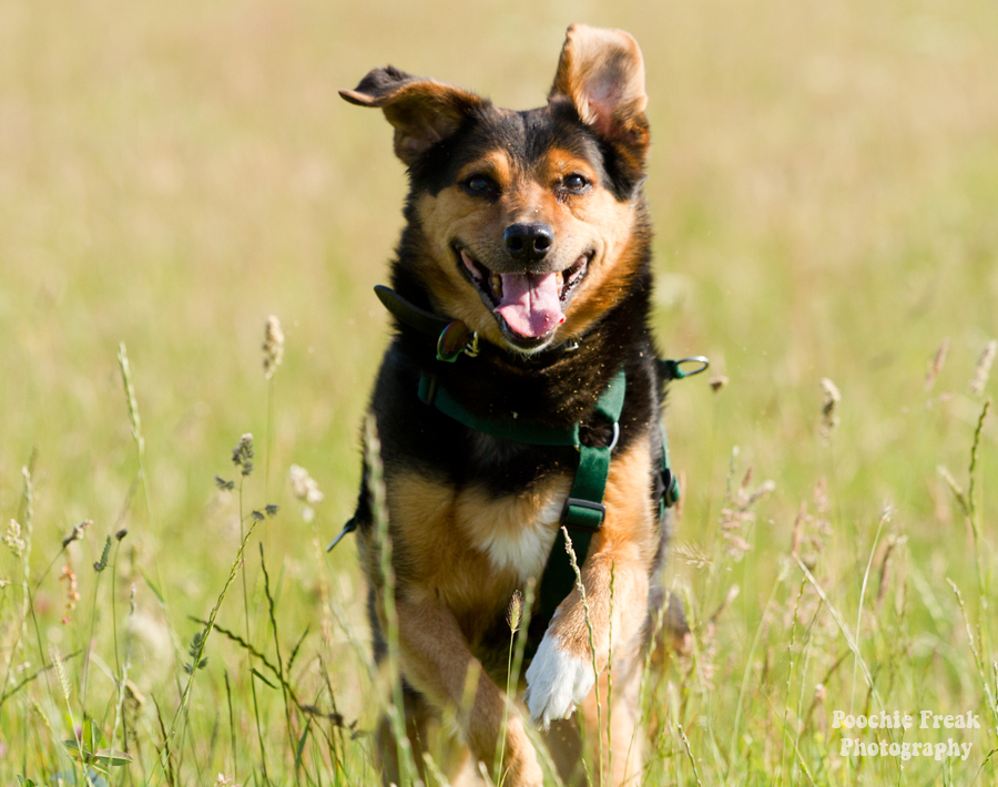 Jasper, Oldies Club, Oldie, Pet Photography UK, Pet Photographer, Dog Photography