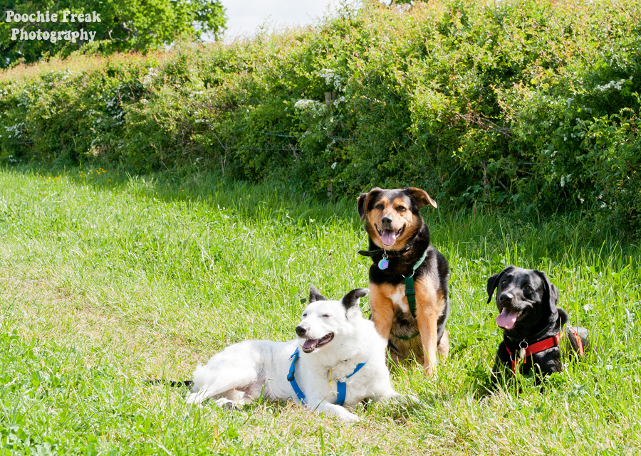 Jasper, Oldies Club, Oldie, Pet Photography UK, Pet Photographer, Dog Photography