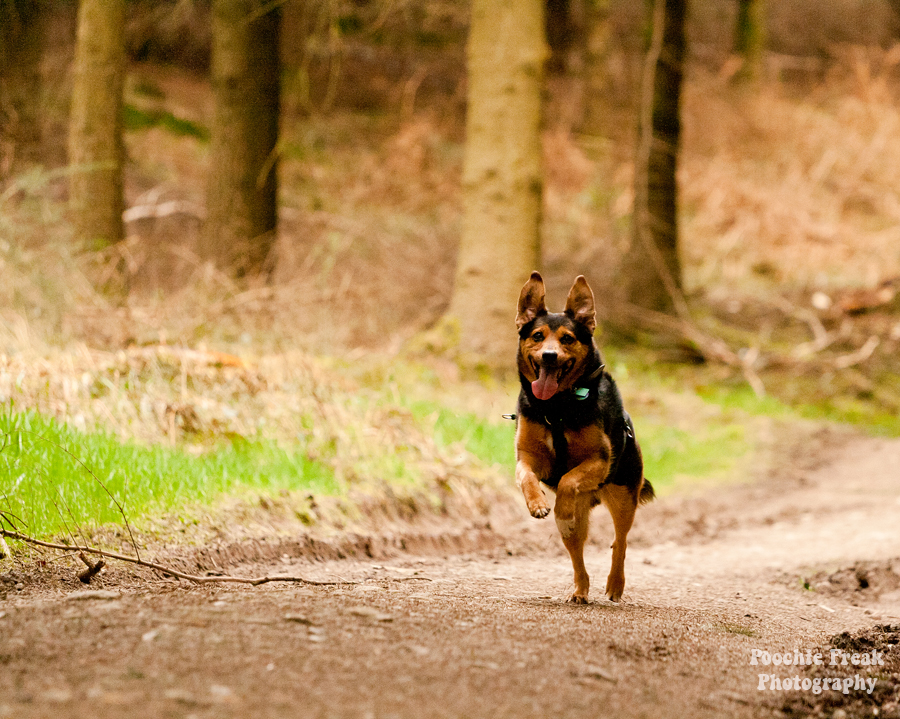 Jasper, Oldies Club, Oldie, Pet Photography UK, Pet Photographer, Dog Photography