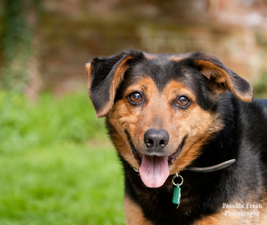 Jasper, Oldies Club, Oldie, Pet Photography UK, Pet Photographer, Dog Photography