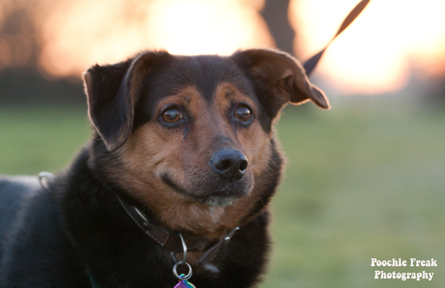 Jasper, Oldies Club, Oldie, Pet Photography UK, Pet Photographer, Dog Photography