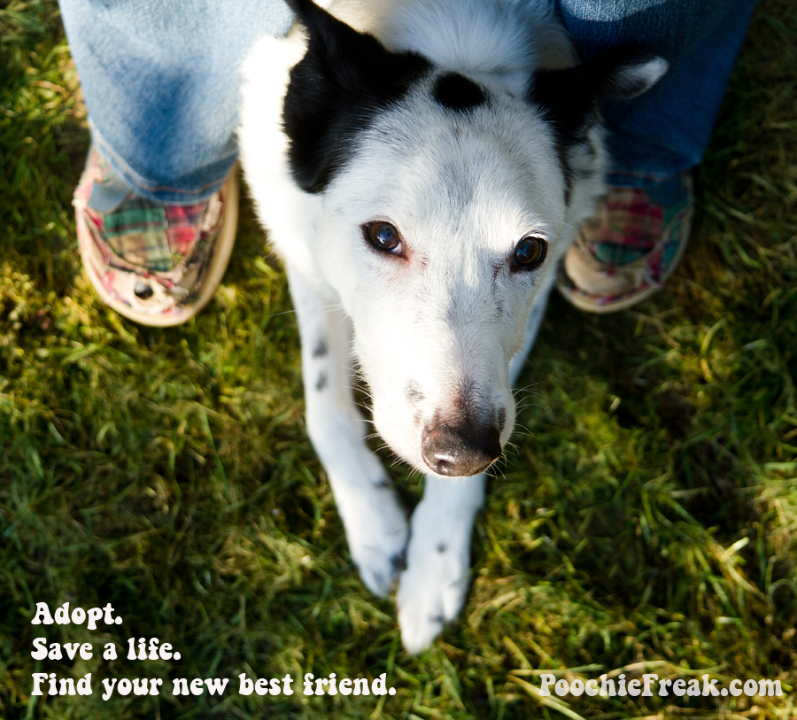 Adopt, Save a Life, Rescue, Pet Photography, Dog Photographer
