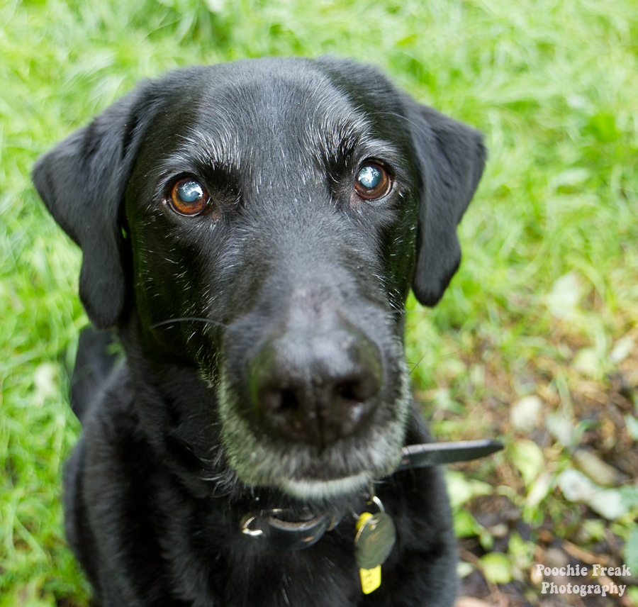 Labrador Retriever, Black Lab, Pet Photography UK, Pet Photographer, Dog Photography