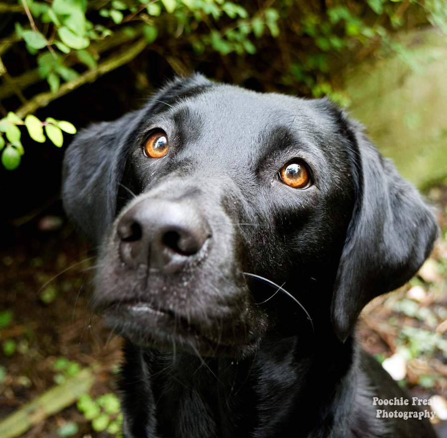 pet photography, pet photographer, dog photography UK, Labrador, Retriever, black Lab